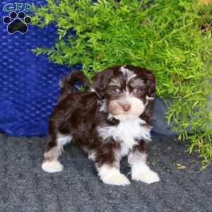 Sara, Havanese Puppy