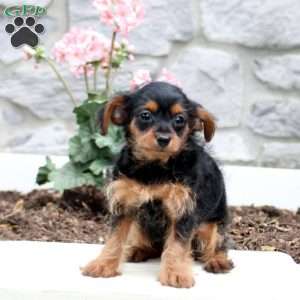 Sara, Yorkie Poo Puppy