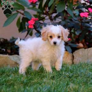 Sara, Cavapoo Puppy