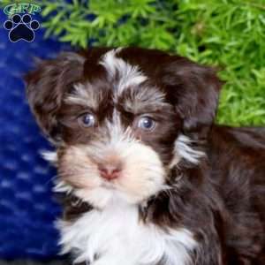 Sara, Havanese Puppy