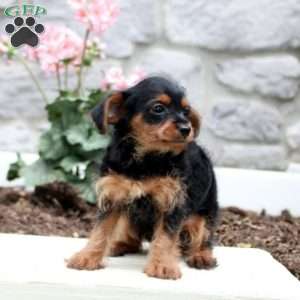 Sara, Yorkie Poo Puppy