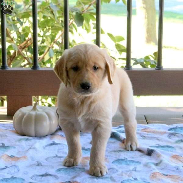 Sarah, Golden Retriever Puppy