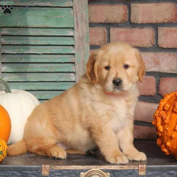 Sarah, Golden Retriever Puppy