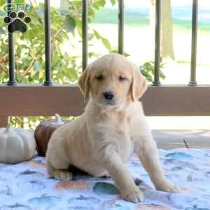 Sarah, Golden Retriever Puppy