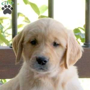 Sarah, Golden Retriever Puppy