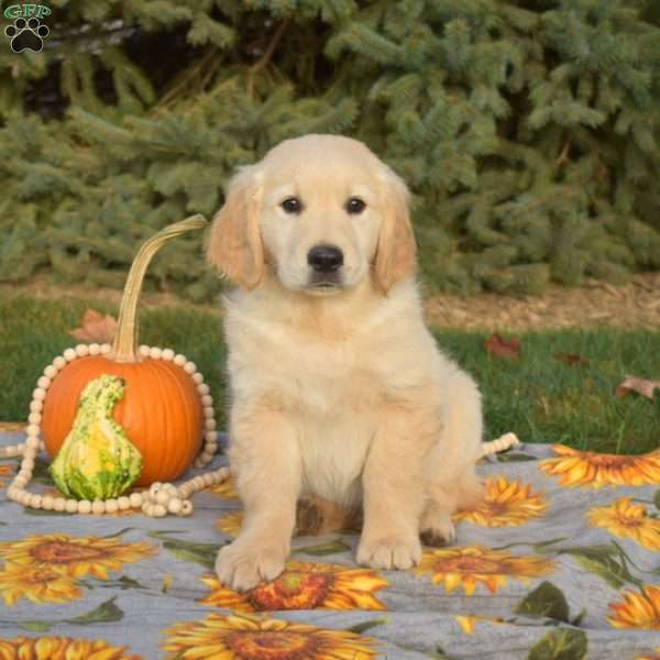 Sarge, Golden Retriever Puppy