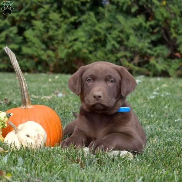 Sarge, Chocolate Labrador Retriever Puppy