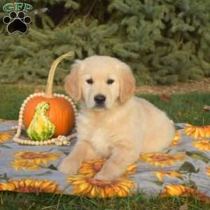 Sarge, Golden Retriever Puppy