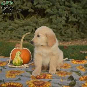 Sarge, Golden Retriever Puppy