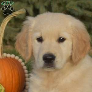 Sarge, Golden Retriever Puppy