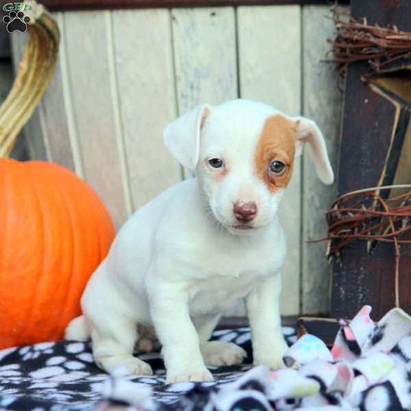 Sasha, Jack Russell Mix Puppy