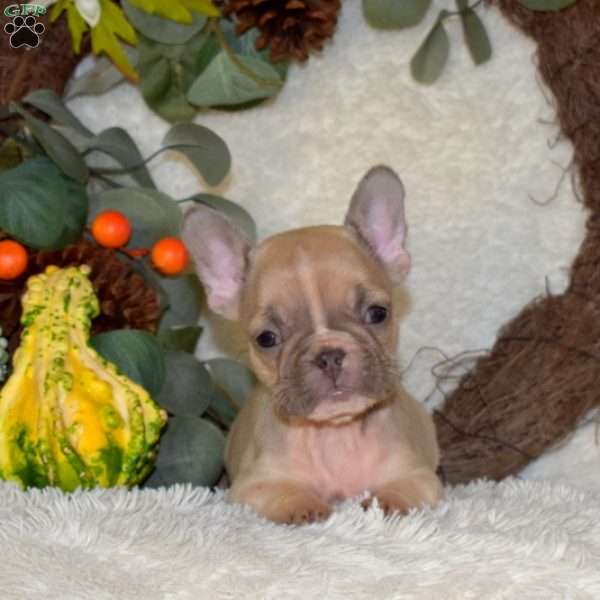 Sassy, French Bulldog Puppy