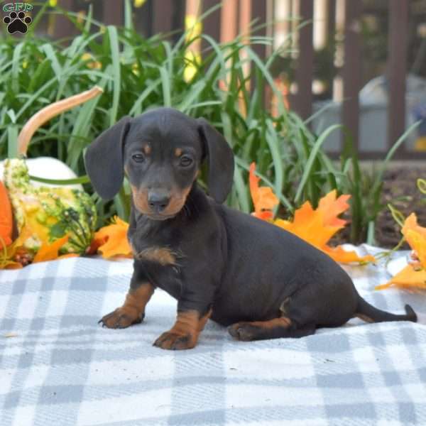 Sassy-Mini, Dachshund Puppy