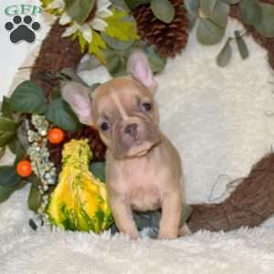 Sassy, French Bulldog Puppy