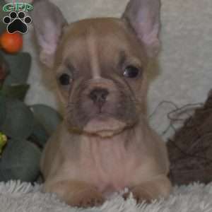 Sassy, French Bulldog Puppy