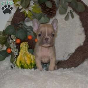 Sassy, French Bulldog Puppy