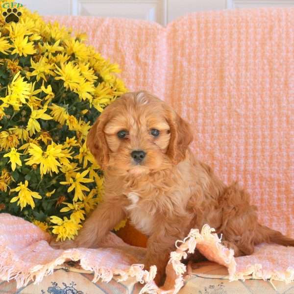 Sawyer, Cavapoo Puppy