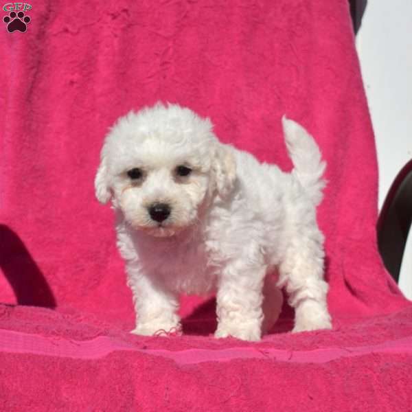 Sawyer, Bichon Frise Puppy