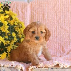 Sawyer, Cavapoo Puppy