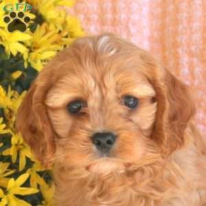 Sawyer, Cavapoo Puppy