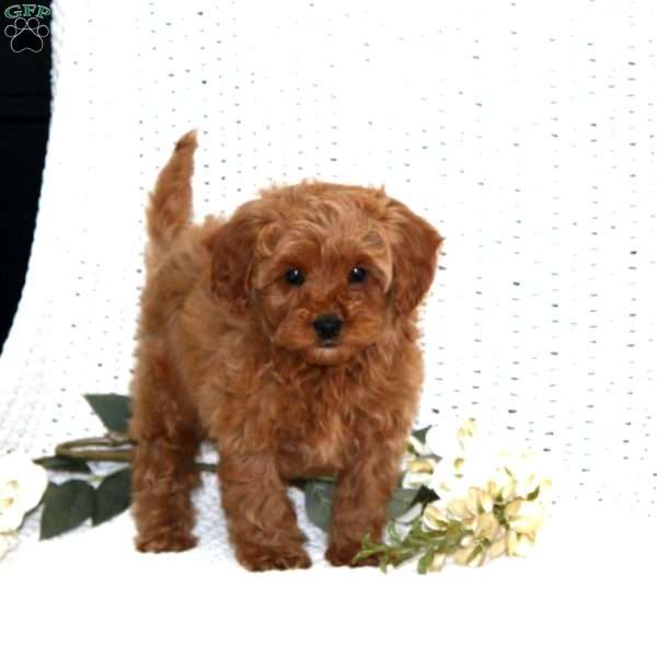 Scamper, Cavapoo Puppy