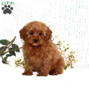 Scamper, Cavapoo Puppy