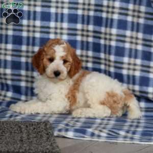 Scamper-Moyen, Miniature Poodle Puppy