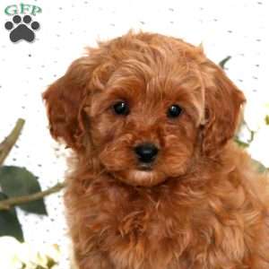 Scamper, Cavapoo Puppy