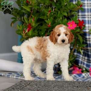 Scamper-Moyen, Miniature Poodle Puppy