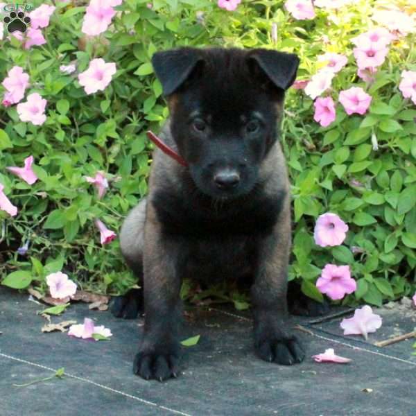 Scarlet, Belgian Malinois Puppy