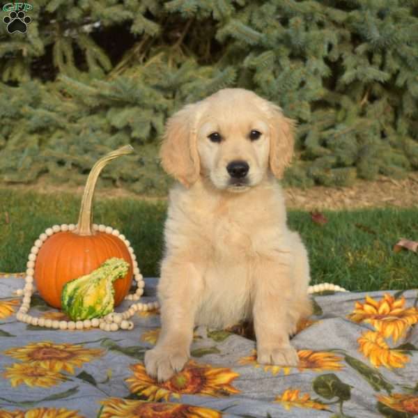 Scooby, Golden Retriever Puppy