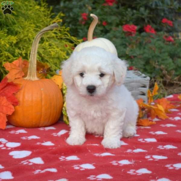 Scooter, Bichon Frise Puppy