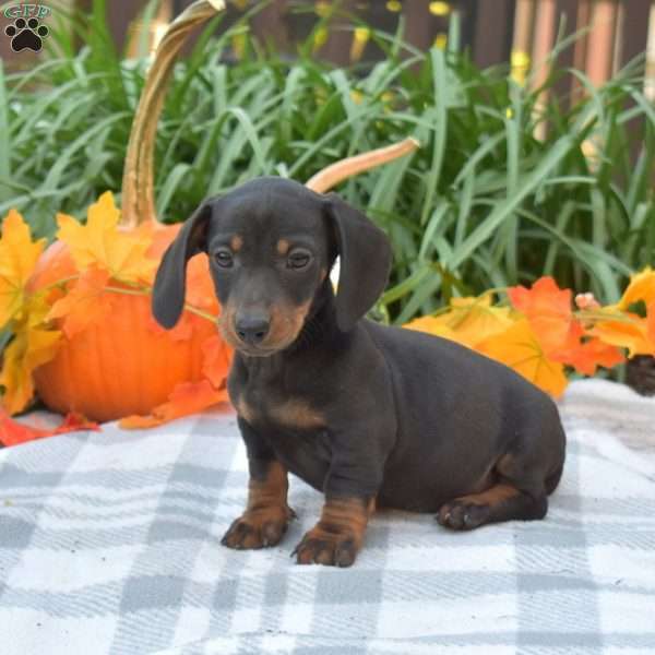 Scooter-Mini, Dachshund Puppy