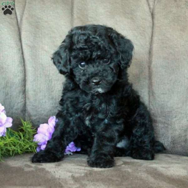 Scotty, Toy Poodle Puppy