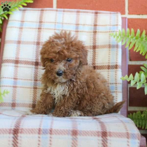 Scotty, Mini Goldendoodle Puppy