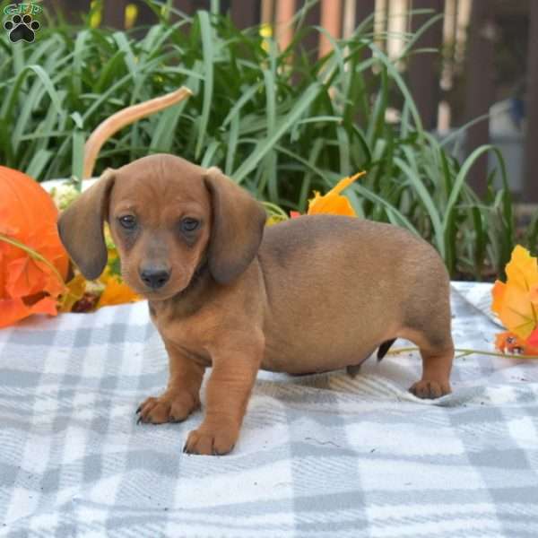 Scout-Mini, Dachshund Puppy