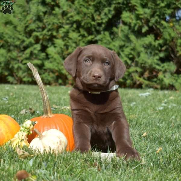 Scout, Chocolate Labrador Retriever Puppy