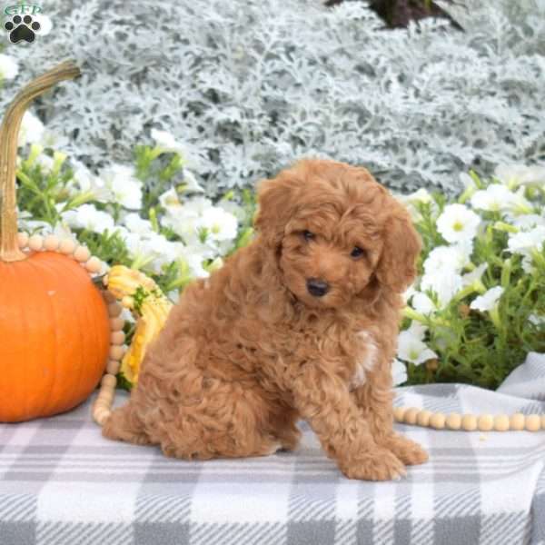 Scout, Mini Aussiedoodle Puppy