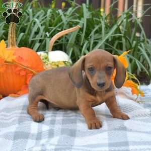 Scout-Mini, Dachshund Puppy