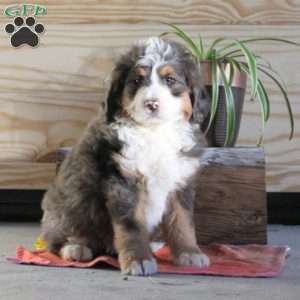 Scout, Bernedoodle Puppy