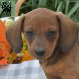 Scout-Mini, Dachshund Puppy