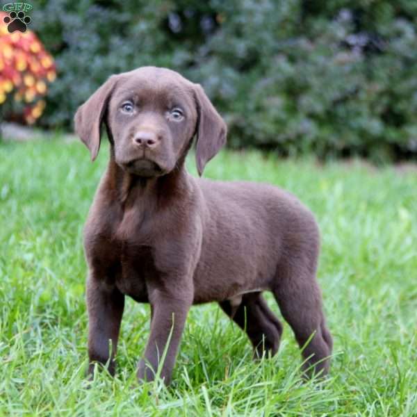 Scout, Chocolate Labrador Retriever Puppy