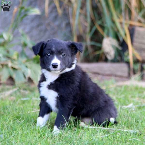 Scout, Border Collie Puppy