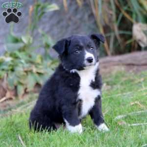 Scout, Border Collie Puppy