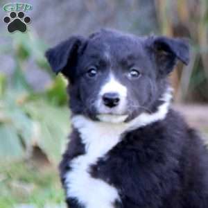 Scout, Border Collie Puppy