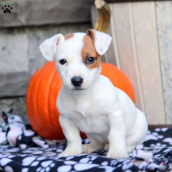 Sean, Jack Russell Mix Puppy