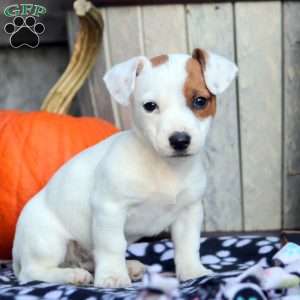 Sean, Jack Russell Mix Puppy