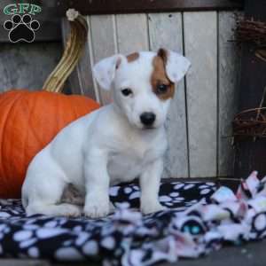 Sean, Jack Russell Mix Puppy