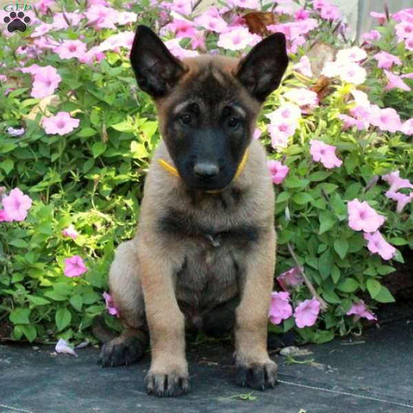 Sebastian, Belgian Malinois Puppy