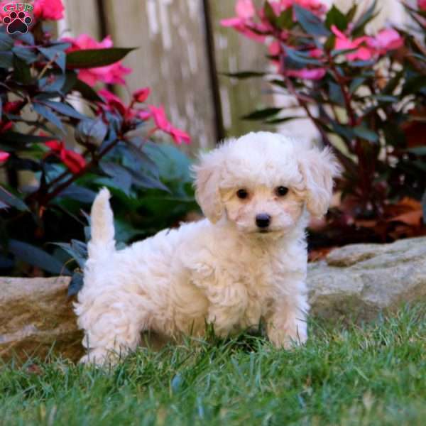 Sela, Cavapoo Puppy